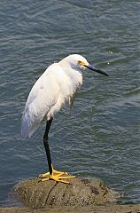 Snowy Egret